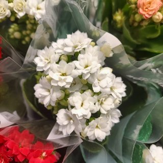 Kalanchoe Rosalina Mix