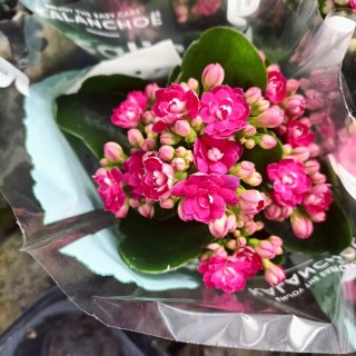 Kalanchoe Rosalina Mix