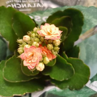 Kalanchoe Rosalina Mix