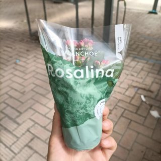 Kalanchoe Rosalina Mix