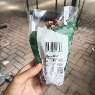 Kalanchoe Rosalina Mix