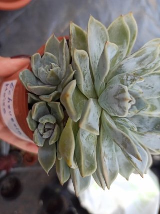 Suculentas y cactus