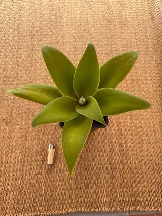 Agave Attenuata