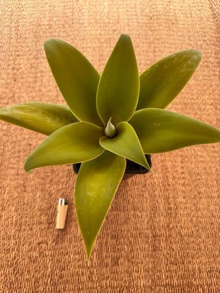 Agave Attenuata