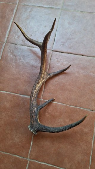 Cuerno de ciervo decorativo