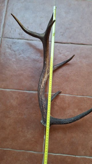 Cuerno de ciervo decorativo