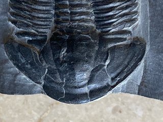Fósil Trilobites