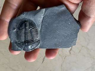 Fósil Trilobites