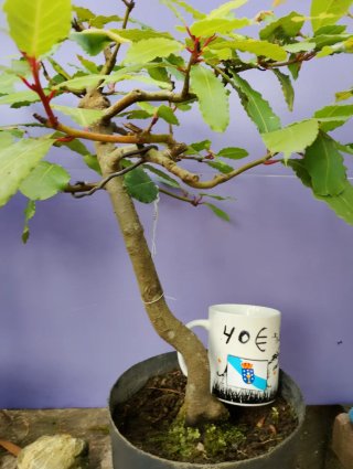 Bonsáis variados