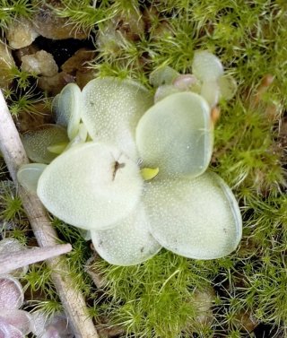 Pinguicula moranensis planta carnívora