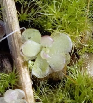 Pinguicula kondoi Planta Carnívora