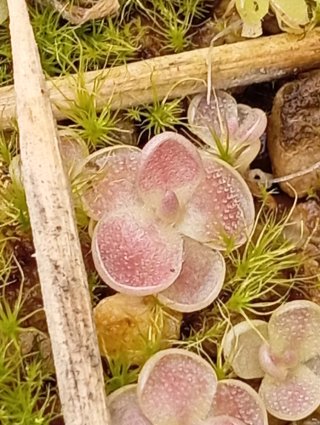 Pinguicula Debbertiana planta carnívora