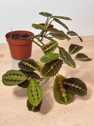 Planta Maranta Leuconera Tricolor 1