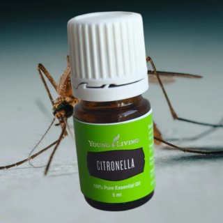Citronella