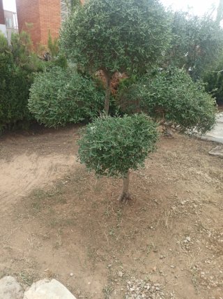 Olivos