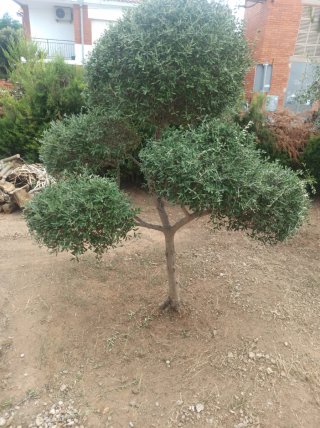 Olivos