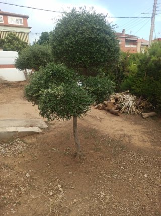 Olivos