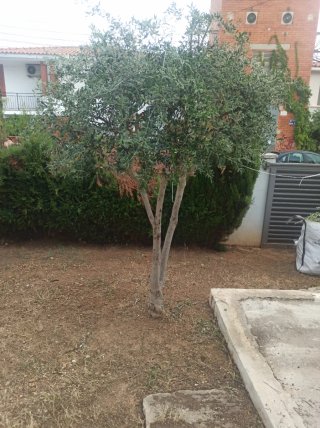 Olivos