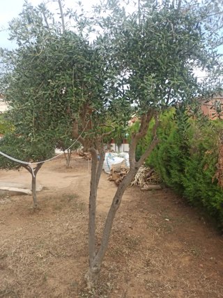 Olivos