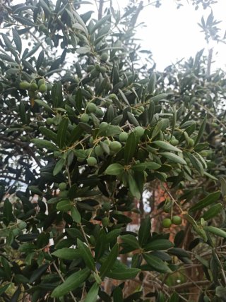 Olivos