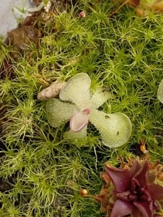 Pinguicula rotundiflora planta carnívora