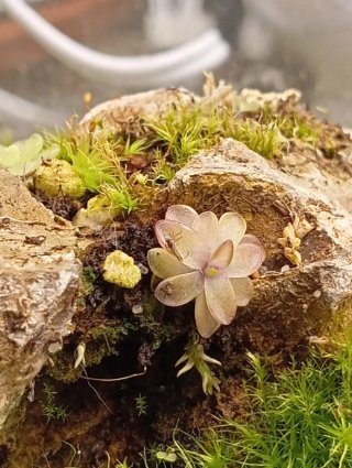 Pinguicula seductora planta carnívora