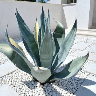 Agave Americana Blu