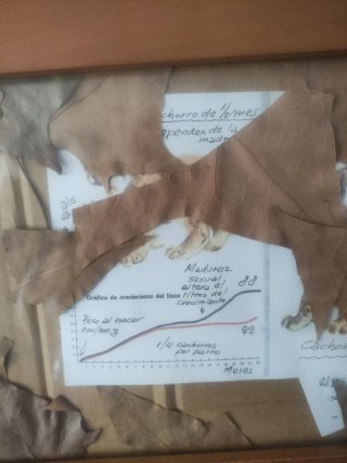 Marco de madera con hojas y láminas