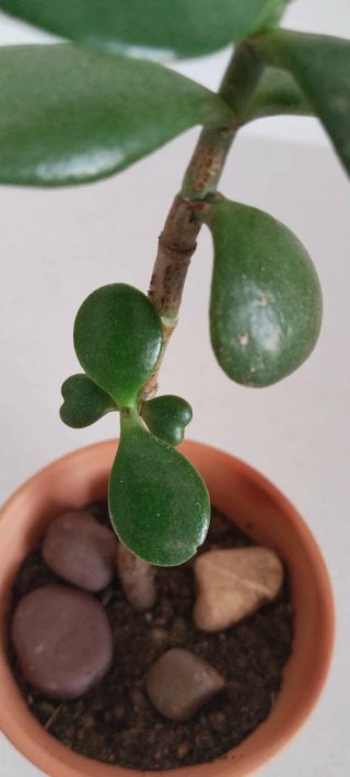 Planta de Jade (forma corazón) en Maceta Terracota