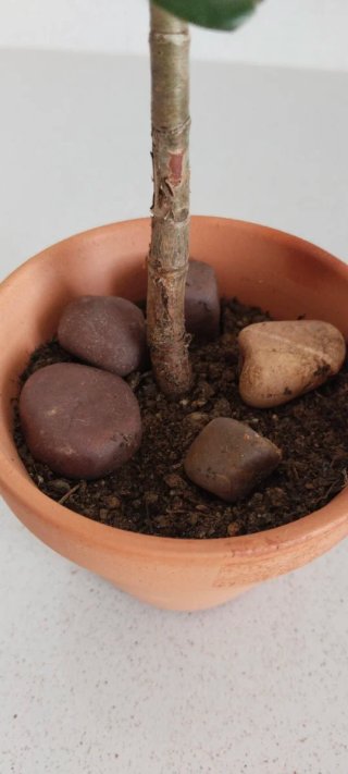Planta de Jade (forma corazón) en Maceta Terracota