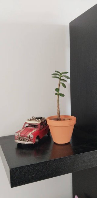 Planta de Jade (forma corazón) en Maceta Terracota