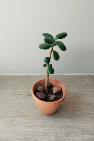 Planta de Jade (forma corazón) en Maceta Terracota