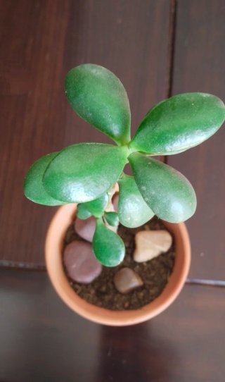 Planta de Jade (forma corazón) en Maceta Terracota