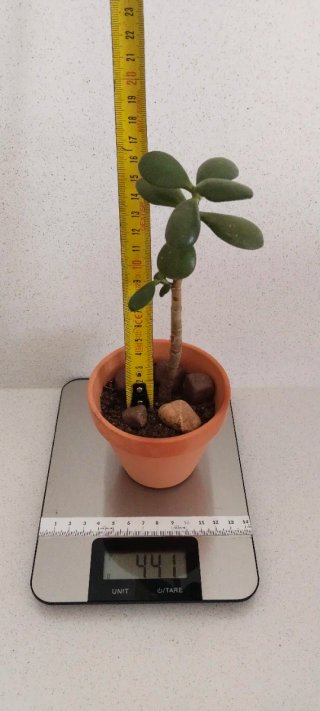 Planta de Jade (forma corazón) en Maceta Terracota