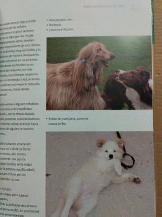 Adiestra a tu perro en positivo (+DVD)