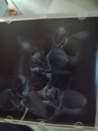 CD Gloria Estefan Mi Tierra Latino