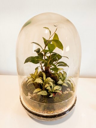 Terrario de cristal con plantas