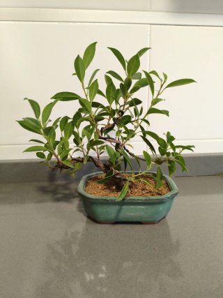 Bonsai Ficus Tiger Bark