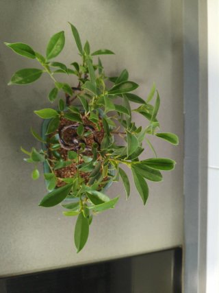 Bonsai Ficus Tiger Bark