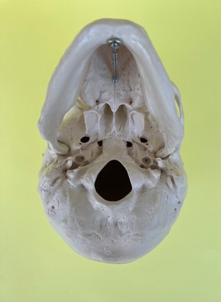 Cráneo humano 3B Scientific para Estudio Anatómico
