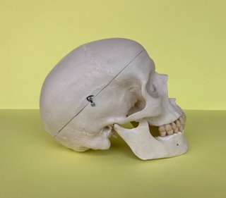 Cráneo humano 3B Scientific para Estudio Anatómico
