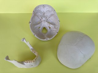 Cráneo humano 3B Scientific para Estudio Anatómico