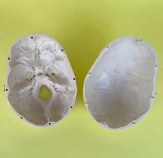 Cráneo humano 3B Scientific para Estudio Anatómico