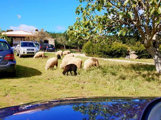 casa campo en Extremadura, 9000m2 casa y piscina