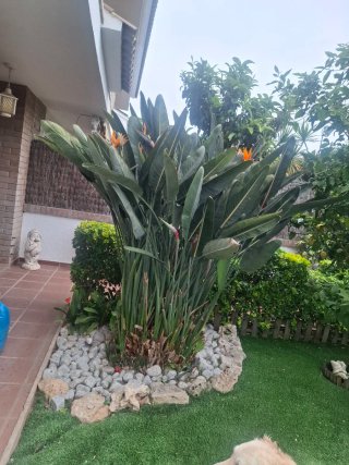 Ave del paraíso 2m