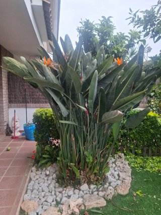 Ave del paraíso 2m