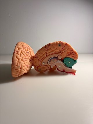 Modelo Cerebro Humano Anatómico