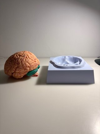 Modelo Cerebro Humano Anatómico