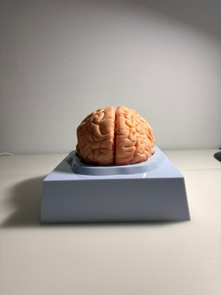 Modelo Cerebro Humano Anatómico