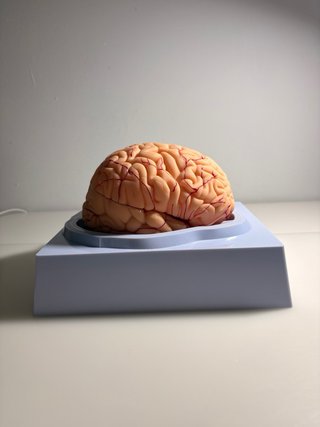 Modelo Cerebro Humano Anatómico